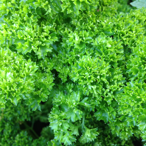 Parsley Seeds Moss Curled